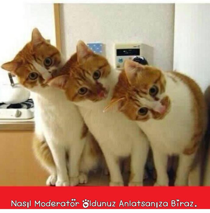 Kızlar Soruyor'da Editör ve Moderatör Olmak İçin Yapmanız Gerekenler!