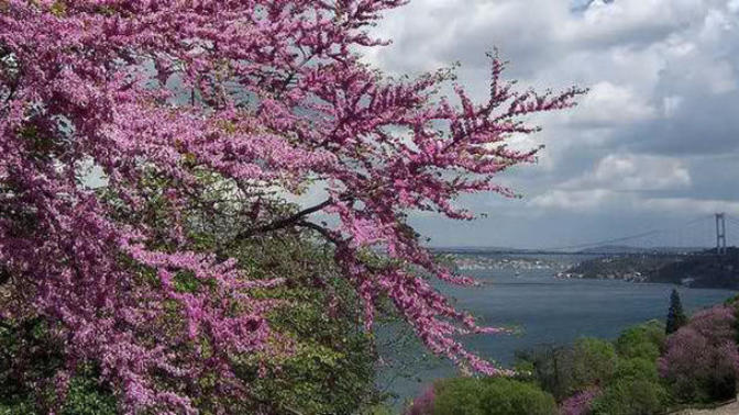 İstanbul'da Erguvan Dönemi ve Kitap Okumak!