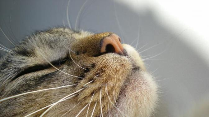 İstanbul'da Kedi Kültürü