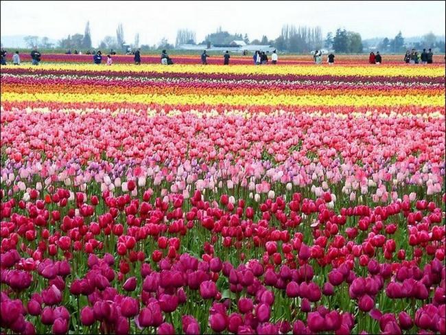 Hollanda'yı Ziyaret Etmeniz İçin 10 Neden