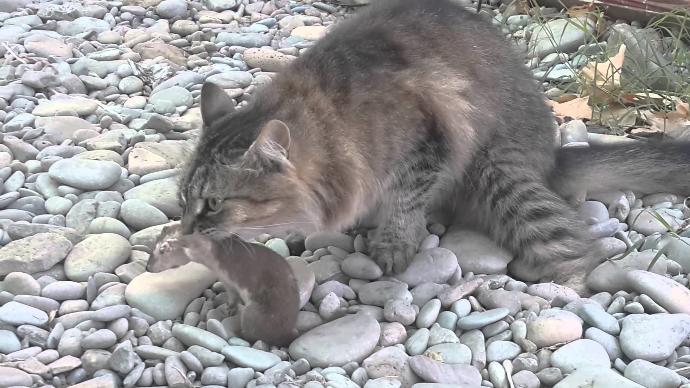 Kedi Besleyen ya da Beslemek İsteyenler İçin Basit ve Enteresan Bilgiler