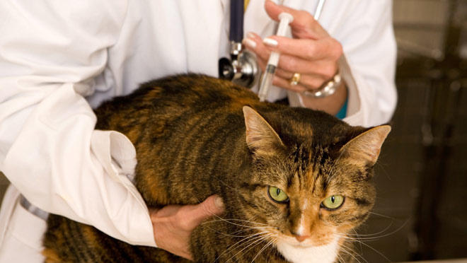Kedi Besleyen ya da Beslemek İsteyenler İçin Basit ve Enteresan Bilgiler