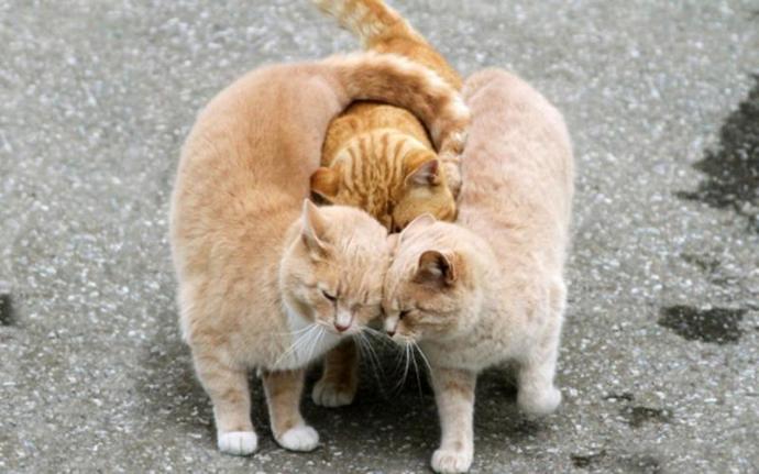 Kedi Besleyen ya da Beslemek İsteyenler İçin Basit ve Enteresan Bilgiler