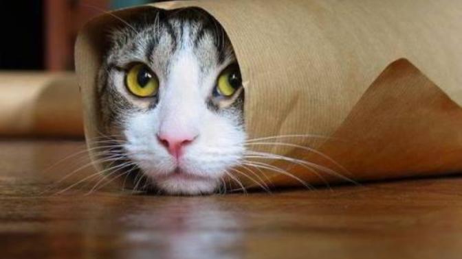 Kedi Besleyen ya da Beslemek İsteyenler İçin Basit ve Enteresan Bilgiler