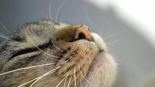 Kedi Besleyeceklere Temel Alışveriş Rehberi