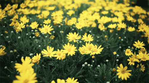 GIF'lerle İlkbahar