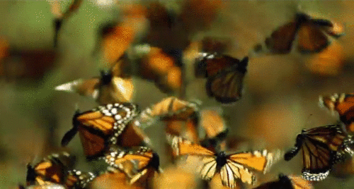 GIF'lerle İlkbahar