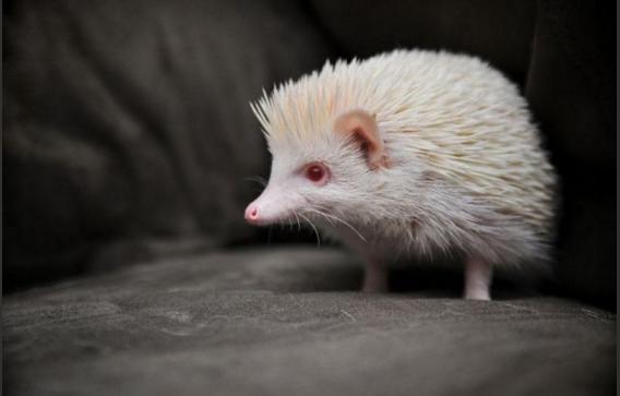 Albino Hastalığının Hayvanlardaki Güzel Görüntüsü