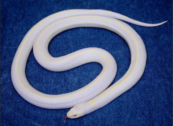 Albino Hastalığının Hayvanlardaki Güzel Görüntüsü