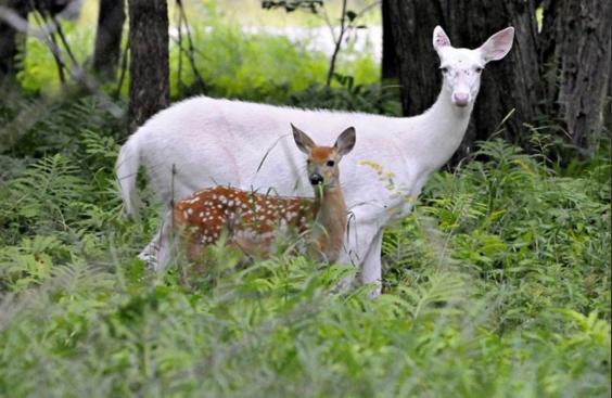 Albino Hastalığının Hayvanlardaki Güzel Görüntüsü