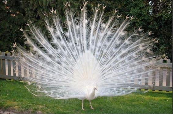 Albino Hastalığının Hayvanlardaki Güzel Görüntüsü
