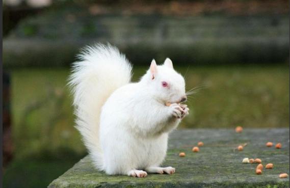 Albino Hastalığının Hayvanlardaki Güzel Görüntüsü