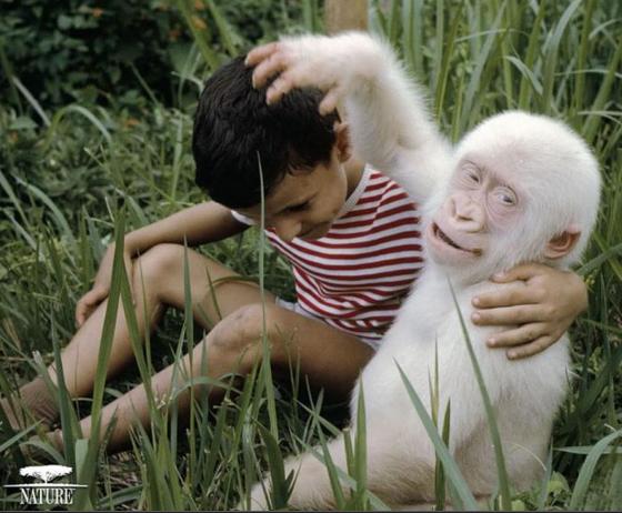 Albino Hastalığının Hayvanlardaki Güzel Görüntüsü