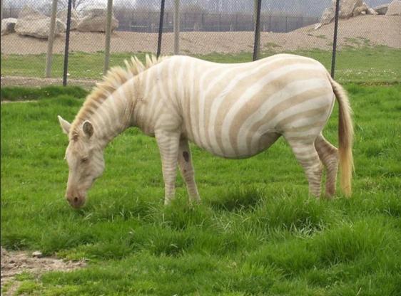Albino Hastalığının Hayvanlardaki Güzel Görüntüsü