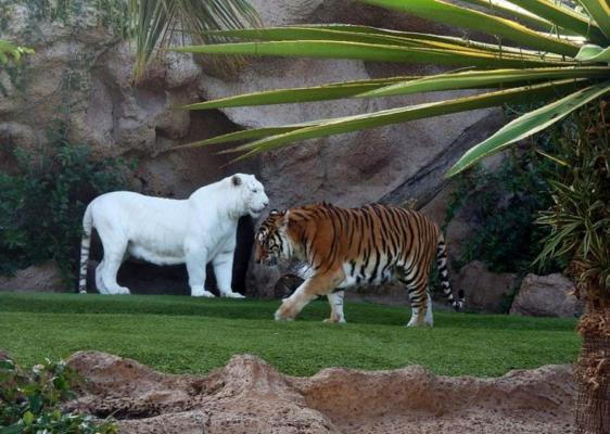 Albino Hastalığının Hayvanlardaki Güzel Görüntüsü