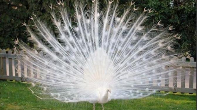 Albino Hastalığının Hayvanlardaki Güzel Görüntüsü