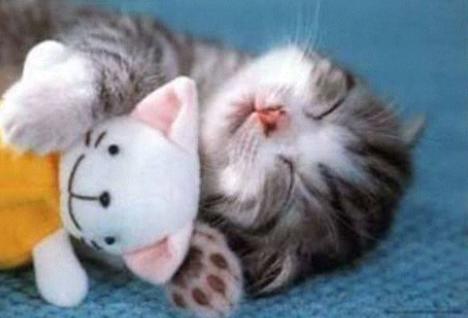 Bir Kedi Sahibi Olmak
