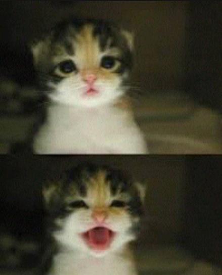 Bir kedi sahibi olmak?