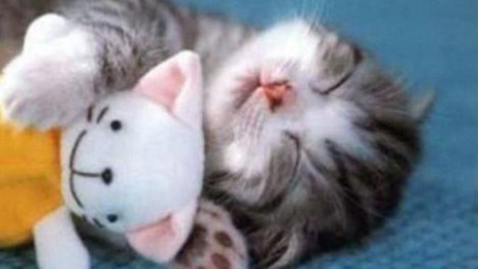 Bir Kedi Sahibi Olmak