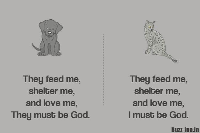 Kedi mi, Köpek mi? Hangisini İstediğiniz Sizin Yapınızla İlgili