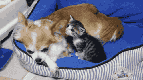 Kedi mi, Köpek mi? Hangisini İstediğiniz Sizin Yapınızla İlgili