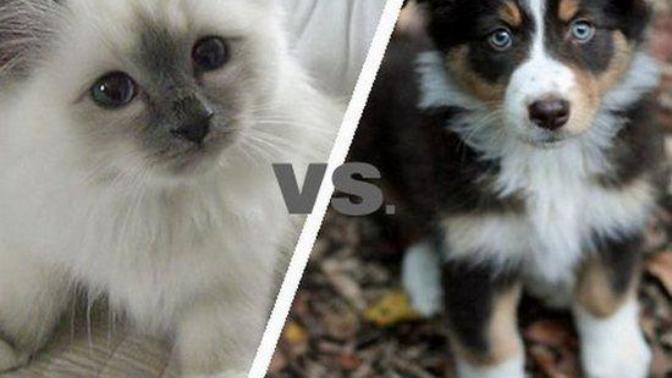Kedi mi, Köpek mi? Hangisini İstediğiniz Sizin Yapınızla İlgili 