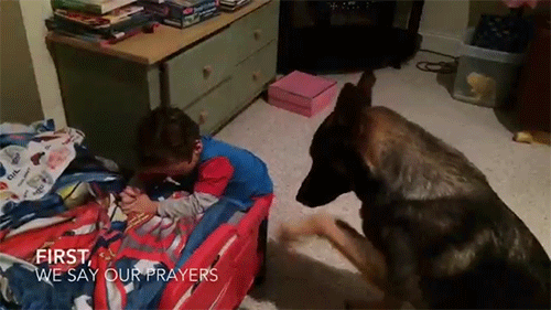 Köpek Sahibi Olurken Dikkate Almanız Gereken Kriterler