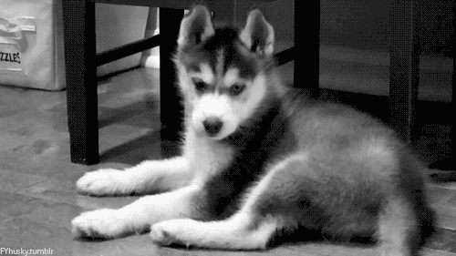Köpek Sahibi Olurken Dikkate Almanız Gereken Kriterler