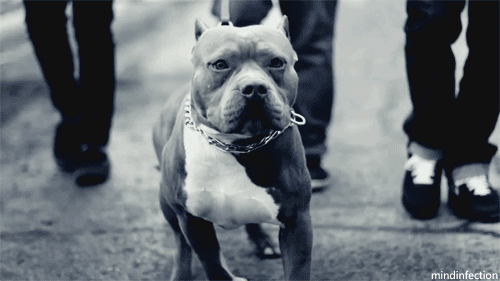 Köpek Sahibi Olurken Dikkate Almanız Gereken Kriterler