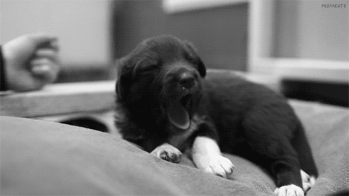 Köpek Sahibi Olurken Dikkate Almanız Gereken Kriterler