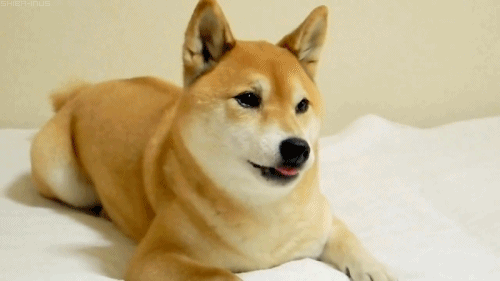 Köpek Sahibi Olurken Dikkate Almanız Gereken Kriterler