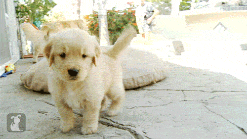 Köpek Sahibi Olurken Dikkate Almanız Gereken Kriterler