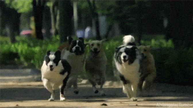 Köpek Sahibi Olurken Dikkate Almanız Gereken Kriterler