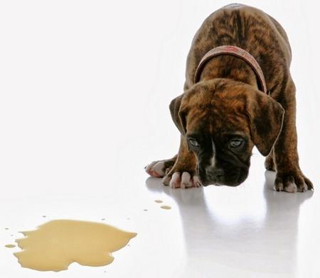 Köpek Sahibi Olmak İsteyenlerin En Korktuğu Eğitim: Tuvalet Eğitimi