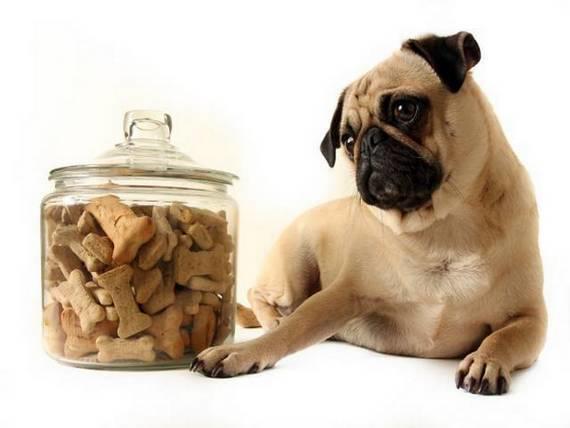 Köpek Sahibi Olmak İsteyenlerin En Korktuğu Eğitim: Tuvalet Eğitimi