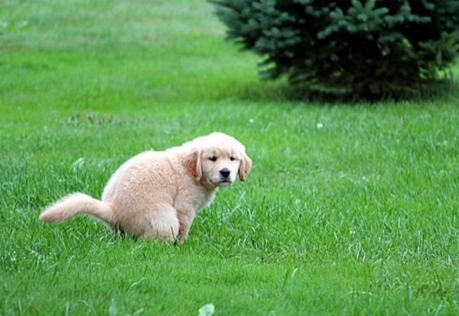 Köpek Sahibi Olmak İsteyenlerin En Korktuğu Eğitim: Tuvalet Eğitimi