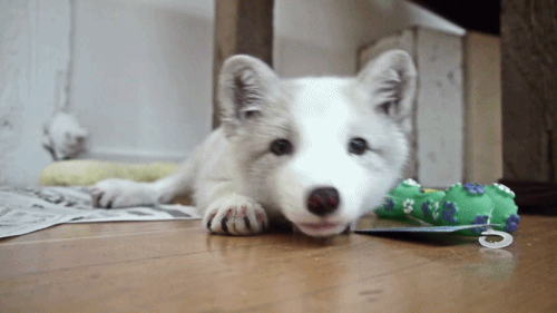 Köpek Sahibi Olmak İsteyenlerin En Korktuğu Eğitim: Tuvalet Eğitimi