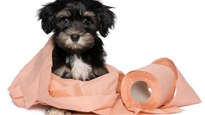 Köpek Sahibi Olmak İsteyenlerin En Korktuğu Eğitim: Tuvalet Eğitimi