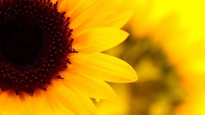 Solar Pleksus (Üçüncü) Çakra Dengesiz Çalıştığında Ne Olur?