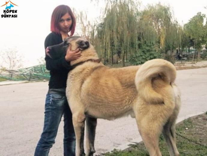 Köpekler ve Erkekler