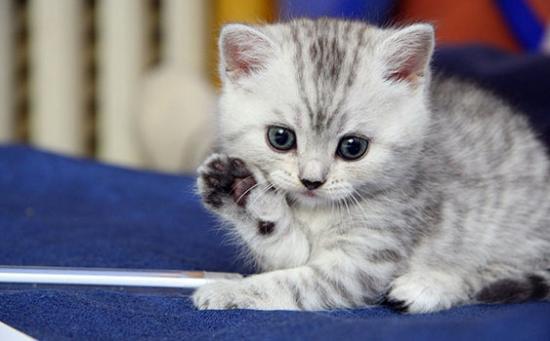 Kedi Sahibi Olanların Yaşadığı 10 Durum
