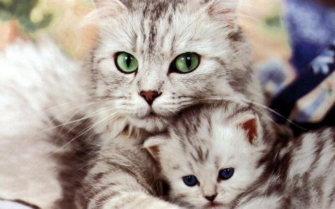 Kedi Sahibi Olanların Yaşadığı 10 Durum