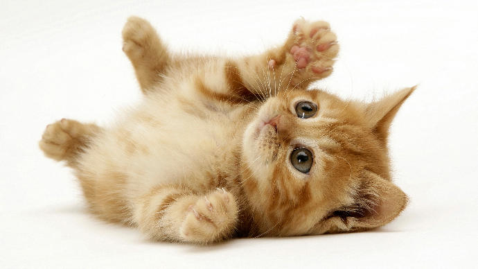 Kedi Sahibi Olanların Yaşadığı 10 Durum