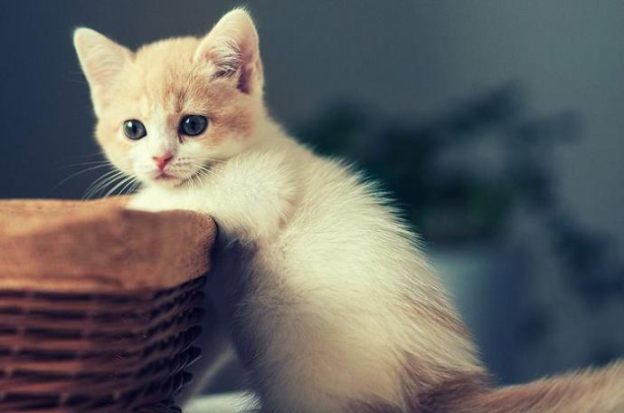 Kedi Sahibi Olanların Yaşadığı 10 Durum