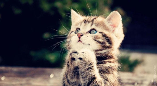 Kedi Sahibi Olanların Yaşadığı 10 Durum