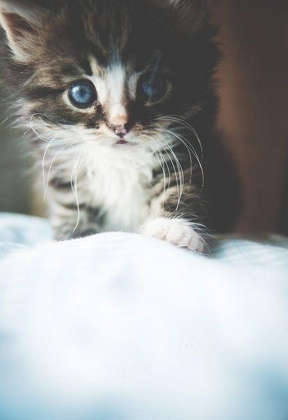 Kedi Sahibi Olanların Yaşadığı 10 Durum