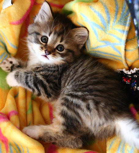 Kedi Sahibi Olanların Yaşadığı 10 Durum