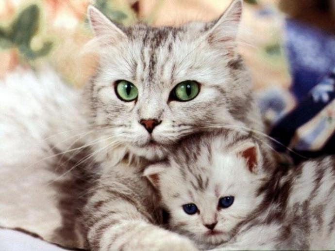 Kedi Sahibi Olanların Yaşadığı 10 Durum