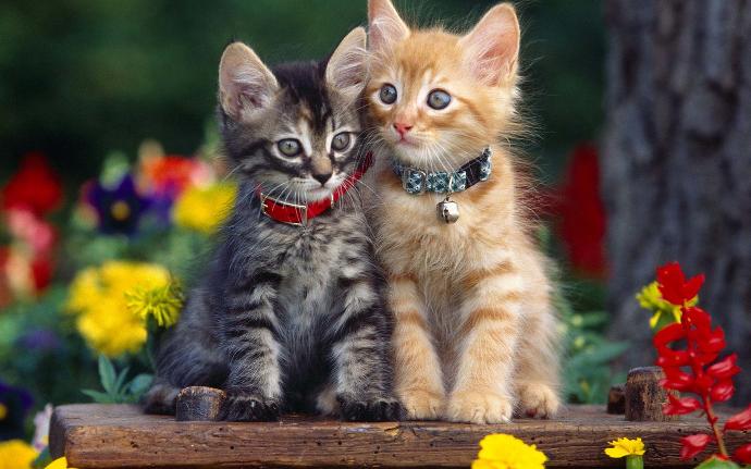 Kedi Sahibi Olanların Yaşadığı 10 Durum