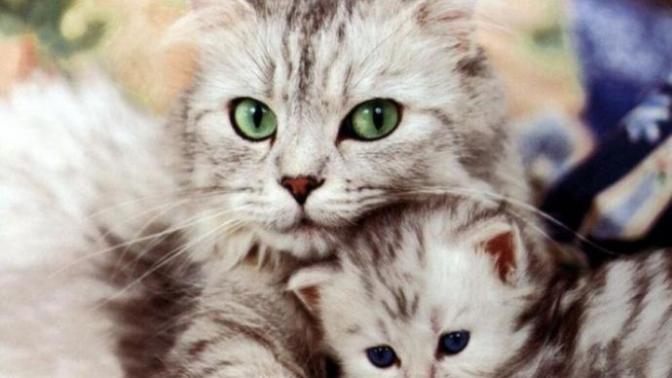 Kedi Sahibi Olanların Yaşadığı 10 Durum